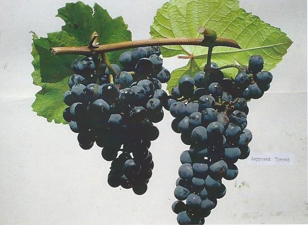 Посадка и уход за Амурским виноградом